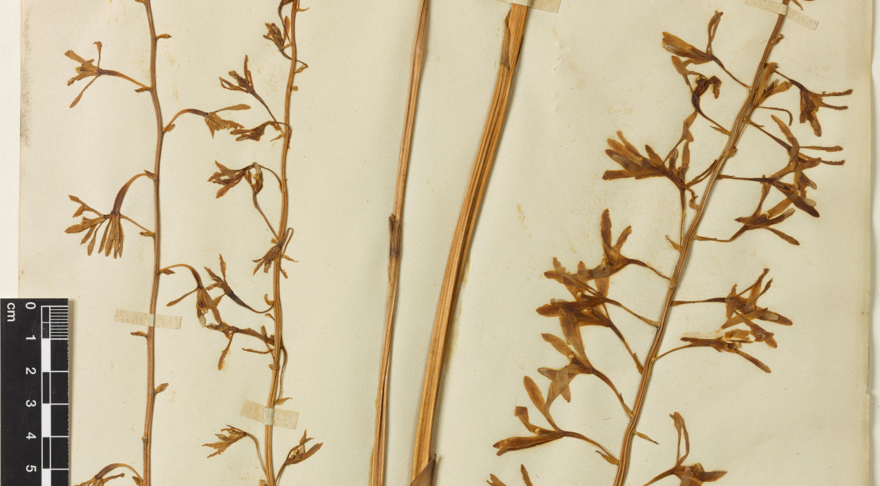 Photograph of plant specimens collected by Fredrick Schultze